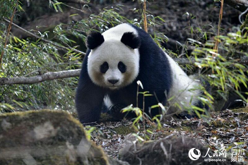 唐家河國家級自然保護區(qū)內(nèi)的大熊貓。（馬文虎 攝）
