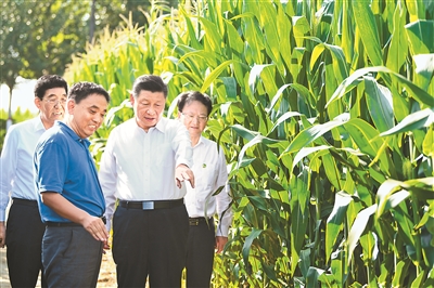 7月22日至24日，中共中央總書記、國家主席、中央軍委主席習(xí)近平在吉林省考察。這是7月22日下午，在四平市梨樹縣國家百萬畝綠色食品原料（玉米）標準化生產(chǎn)基地核心示范區(qū)地塊，習(xí)近平走進玉米地，了解農(nóng)業(yè)科技研發(fā)利用、黑土地保護情況。新華社記者 燕雁 攝